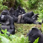 gorilla-trekking-Uganda