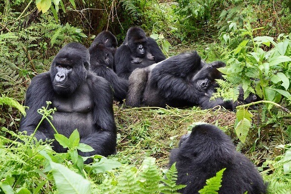 gorilla trekking in Uganda