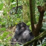 baby-gorilla-born-bwindi