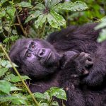baby-gorilla-bwindi
