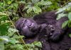 baby-gorillas-born-in-bwindi