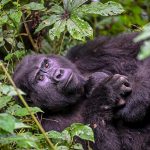 baby-gorillas-born-in-bwindi