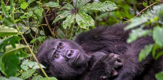 baby-gorillas-born-in-bwindi