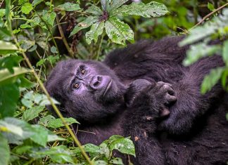 baby-gorillas-born-in-bwindi