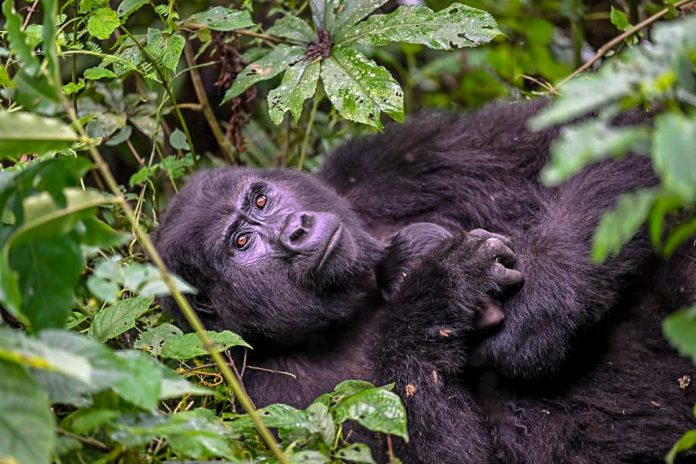 baby-gorillas-born-in-bwindi