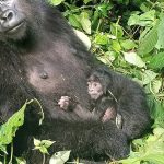 baby-gorillas-bwindi