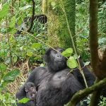gorilla-baby-bwindi
