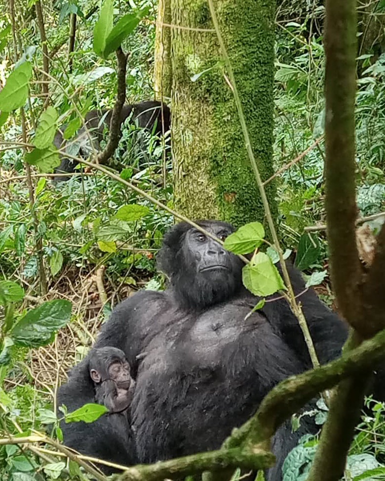 baby-gorillas-born-in-bwindi
