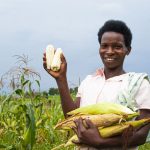 Topista-Tukahirwa-31-planted-almost-9-acres-of-maize-in-her-garden.-She-said-the-hybrid-grains-when-planted-yield-bigger-and-heavier-corn-1140×684-1