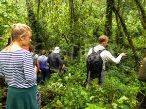 Bwindi Impenetrable National Park