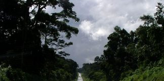 Mabira central forest reserve