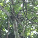 mabira-forest