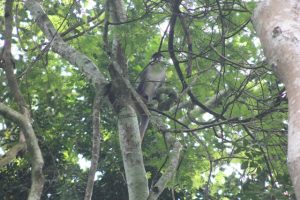 Mabira central forest reserve