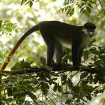 mabira-forest