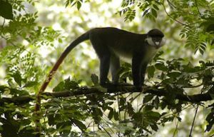 Mabira central forest reserve