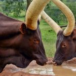 ANKOLE