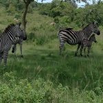 beautiful zebras