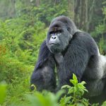 Mountain gorillas