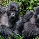 gorillas