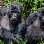 new gorilla families