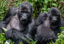 new gorilla families