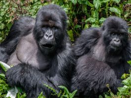 new gorilla families
