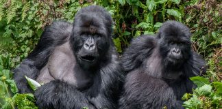 new gorilla families