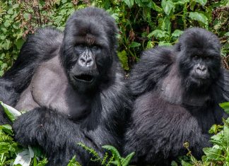 new gorilla families