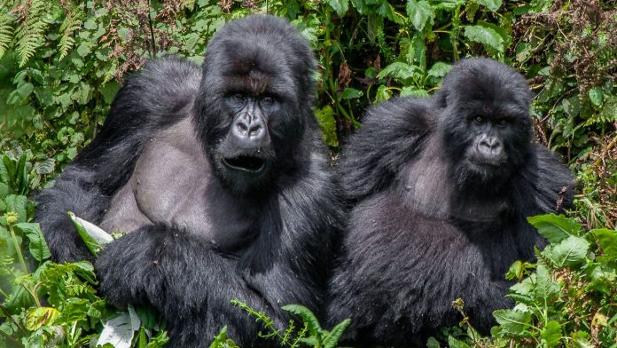 new gorilla families