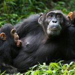 chimpanzee