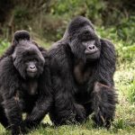 gorillas