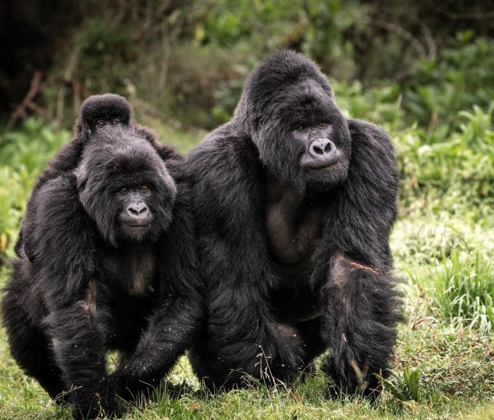 gorilla families