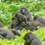 gorillas