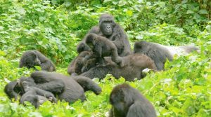 gorilla families