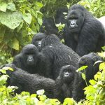 Mountain gorillas