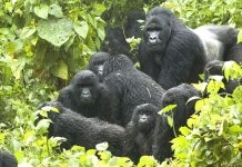 gorilla permit