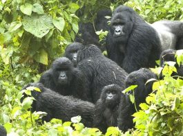 gorilla permit