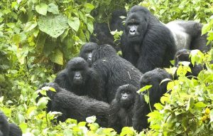 gorilla families