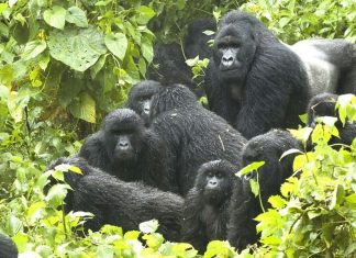 gorilla permit
