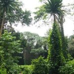 botanical gardens