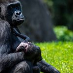gorillas