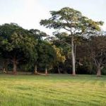 botanical gardens