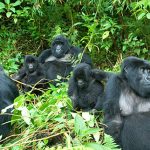 gorillas