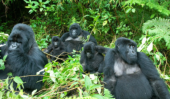 gorilla families
