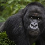 mountain gorilla