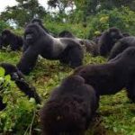 gorillas