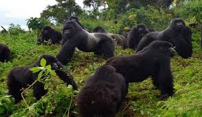 gorilla families