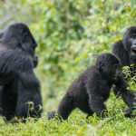 gorillas