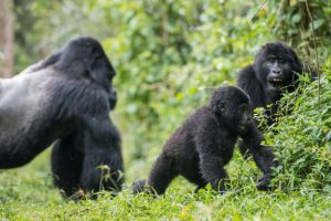 gorilla families