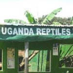 Reptile village